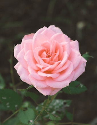 Carol J. Tailby Obituary