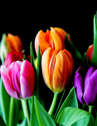 Diane E. (Cargulia) Stelfox Obituary