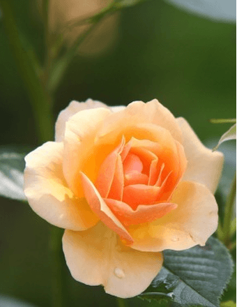 Antonia (Bruzzaniti) Notarangelo Obituary